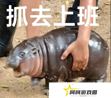 没想到吧，泰国最火的网红居然是一个“猪肘子”